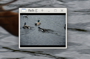 if view nef - display thumbnail